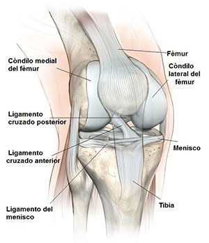 articulacion-rodilla