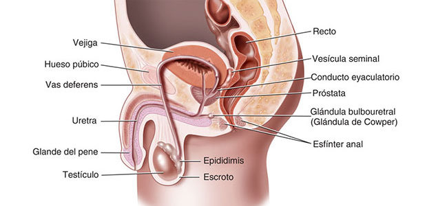 Aparato Reproductor Masculino
