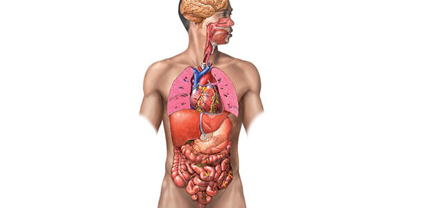 Órganos Cuerpo Humano