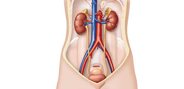 Sistema Excretor