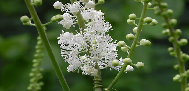 Cimicifuga Racemosa