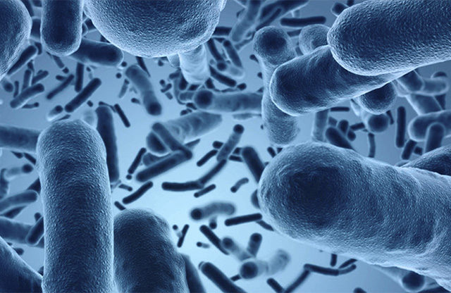 Microbios Intestinales