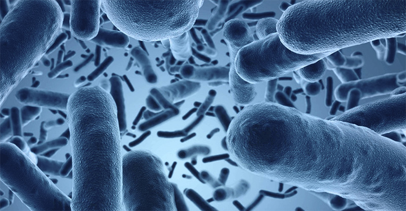 Microbios Intestinales