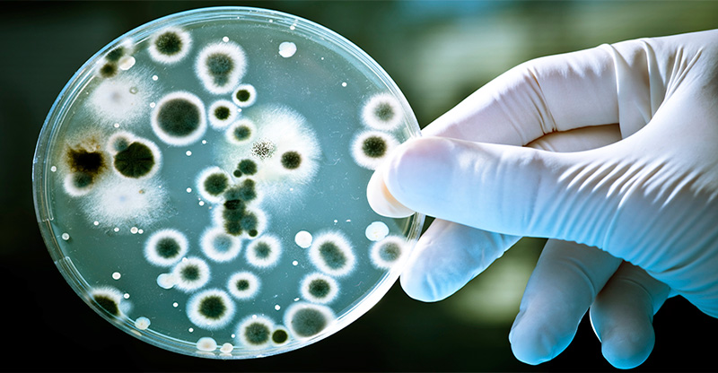 Bacteria Inmune