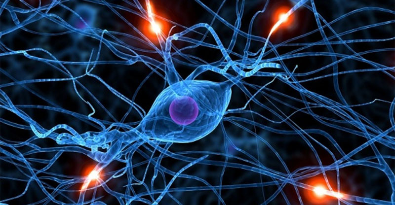 Conexiones Neuronales