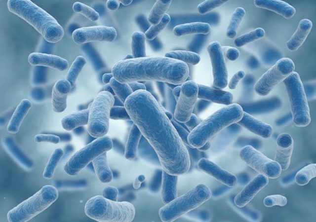 Bacterias Intestinales