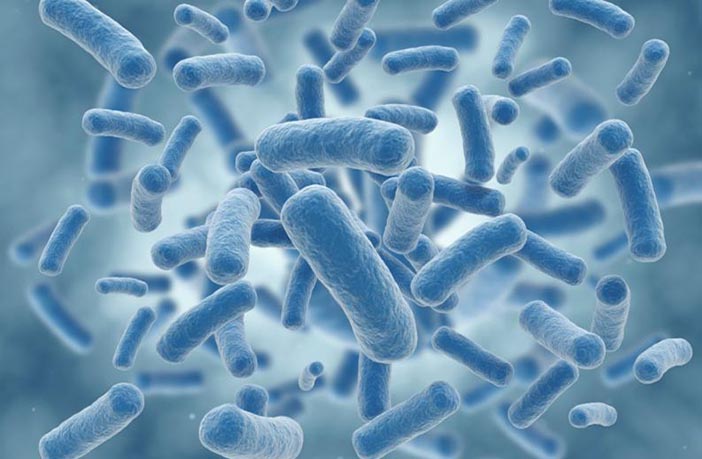 Bacterias Intestinales