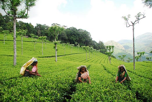 Cultivo de té verde