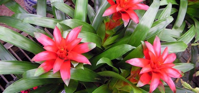 Bromelia