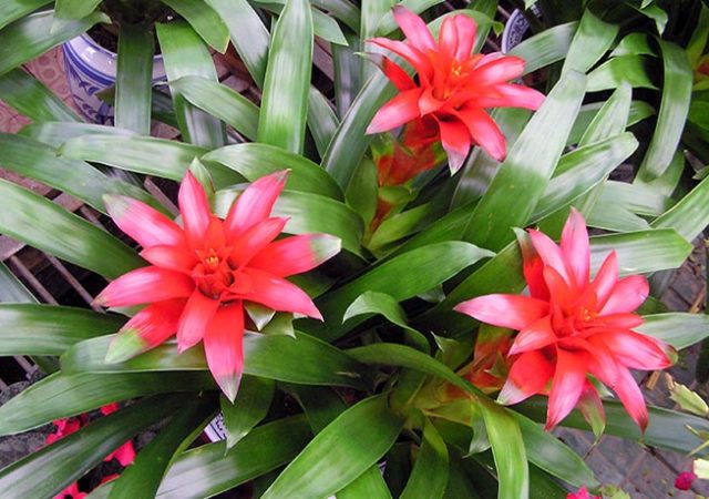 Bromelia