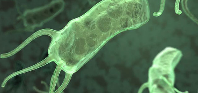Helicobacter Pylori