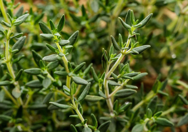 Tomillo